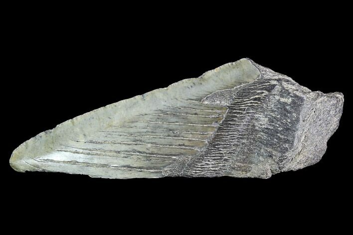 Partial Fossil Megalodon Tooth #89421